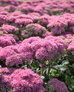 Sedum Carl